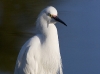 snowy-egret-13