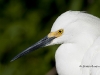 snowy-egret-14