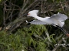 snowy-egret-15