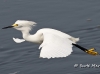 snowy-egret-16