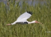 white-ibis-01