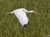 white-ibis-02