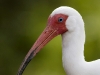 white-ibis-03