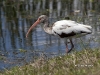 white-ibis-04