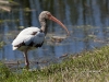 white-ibis-05