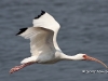 white-ibis-06