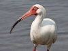 white-ibis-07