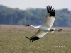 whooping-crane-01