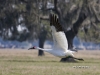 whooping-crane-02
