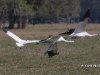 whooping-crane-03