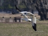 whooping-crane-04
