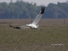 whooping-crane-05