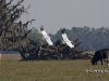 whooping-crane-06