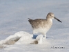 Willet In The Surf