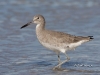 willet-02