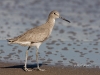 willet-03