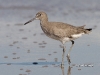 willet-04