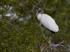 wood-stork-01