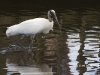 wood-stork-02