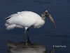 wood-stork-03