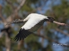 wood-stork-04