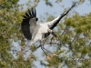 wood-stork-05