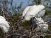 wood-stork-06