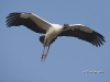 wood-stork-07
