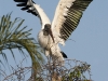 wood-stork-08