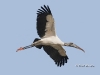 wood-stork-09