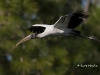 wood-stork-10
