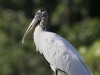 wood-stork-11