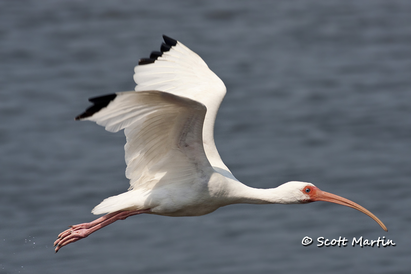 white-ibis-06
