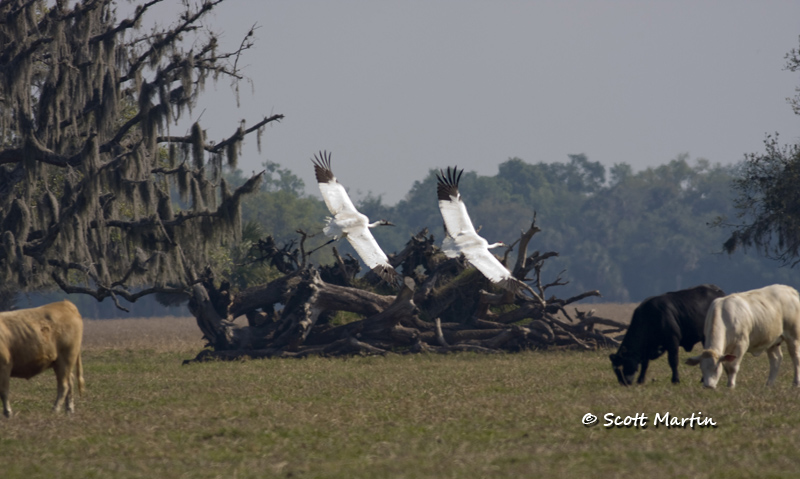 whooping-crane-06