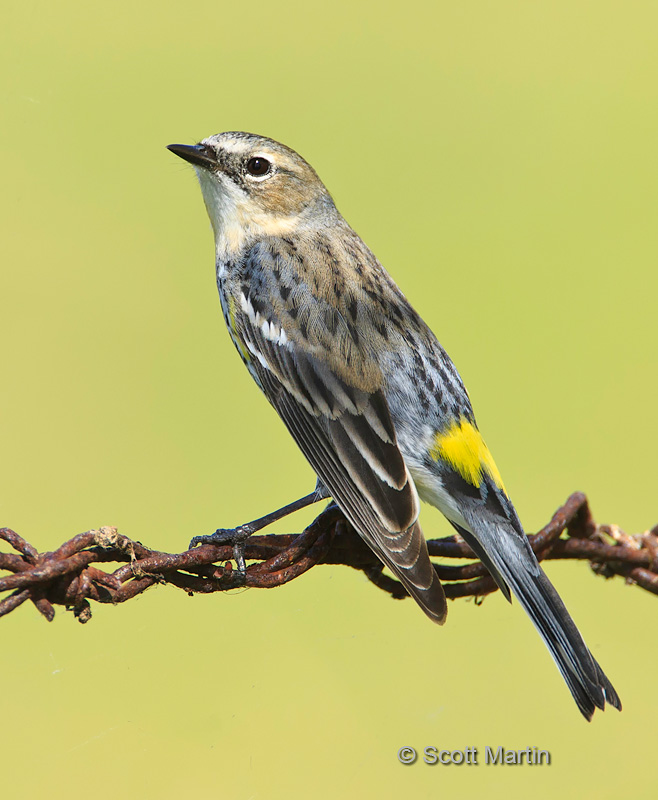 Yellow Rumped Warbler 07