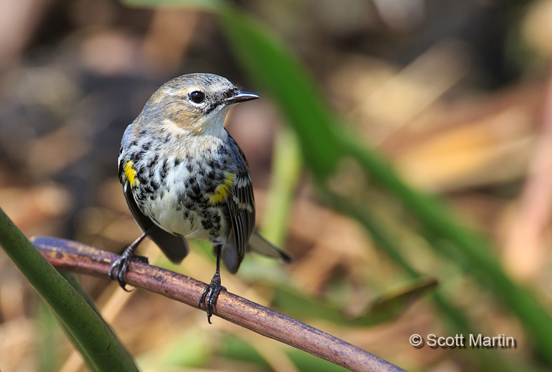 Yellow Rumped Warbler 08