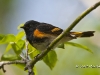 american-redstart-01