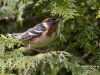 bay-breasted-01