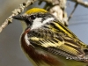 chestnut-sided-01