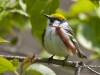 chestnut-sided-02