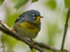 northern-parula-01