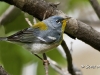 northern-parula-02