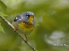 northern-parula-03