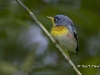 northern-parula-04