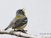 northern-parula-05