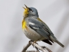 northern-parula-06
