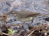 northern-waterthrush-01