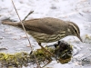 northern-waterthrush-02