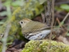 ovenbird-01