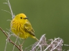 yellow-03